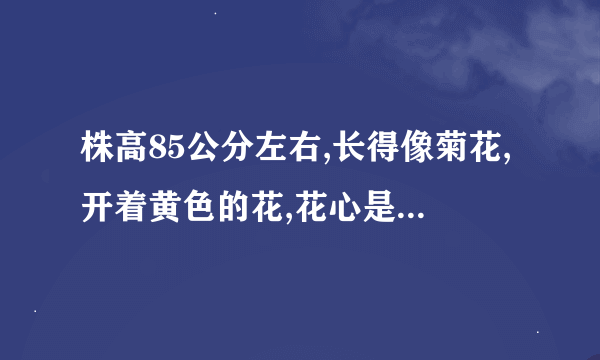 株高85公分左右,长得像菊花,开着黄色的花,花心是紫红色的,是什么花？