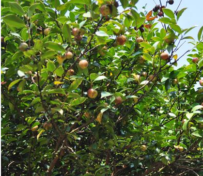 一棵油茶树能产多少斤油茶籽