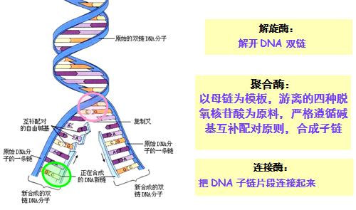 DNA复制的过程图解