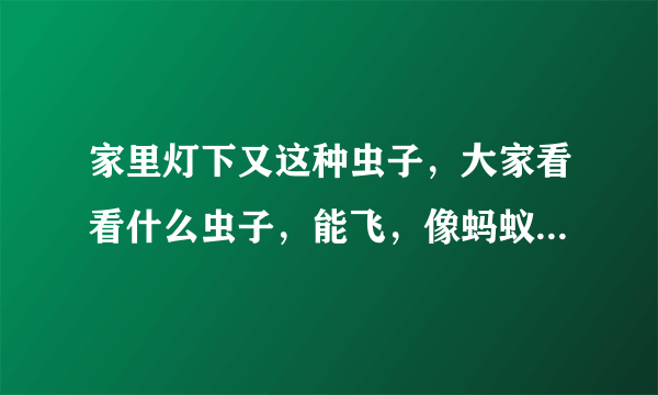 家里灯下又这种虫子，大家看看什么虫子，能飞，像蚂蚁，肚大，长，有