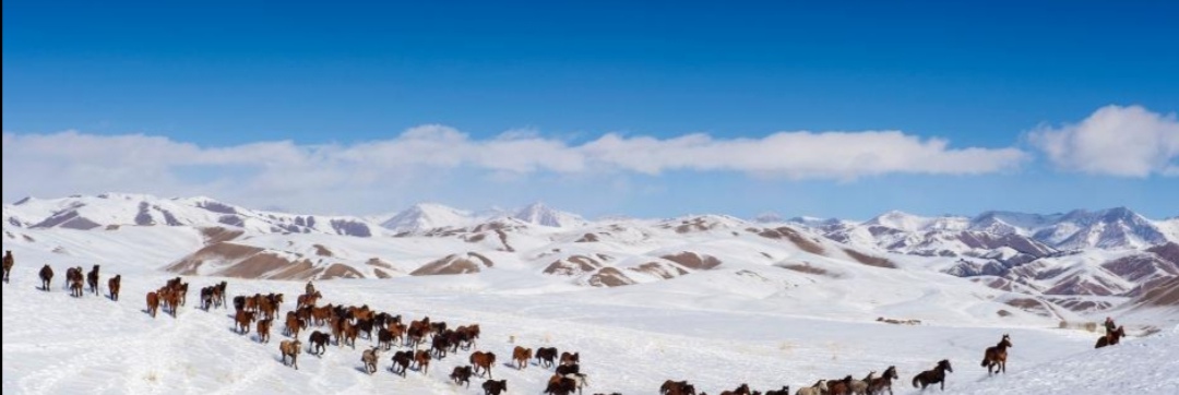 新疆昭苏万马雪中奔腾，这一磅礴景观有吸引到游客吗？