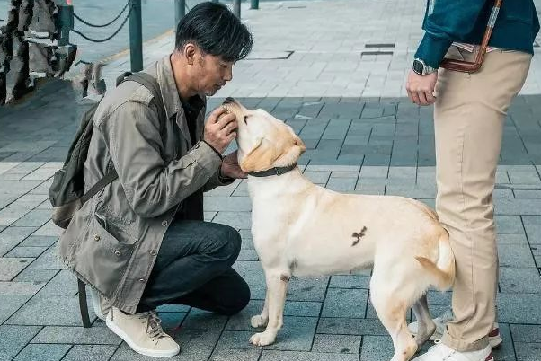 《小Q》票房破亿，同类别的经典作品还有哪些？