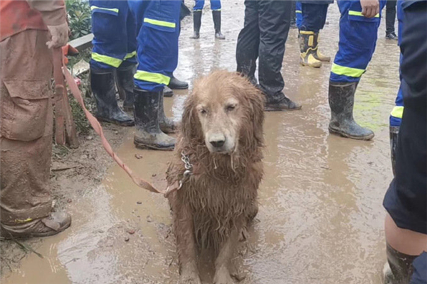 退役搜救犬不愿离开，训导员都是怎么训练搜救犬的？