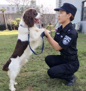 《警花与警犬》中的警犬都有哪些品种？