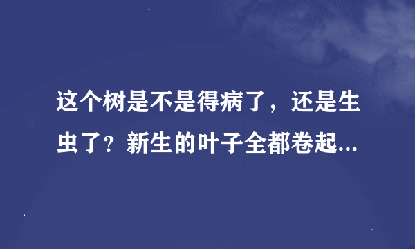 这个树是不是得病了，还是生虫了？新生的叶子全都卷起了！！！这些叶子用不用剪了？