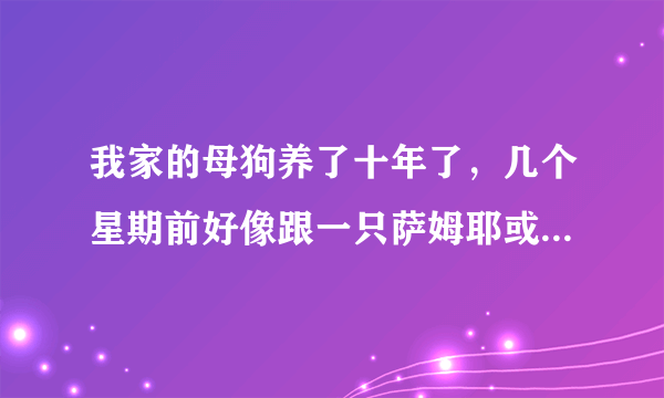 我家的母狗养了十年了，几个星期前好像跟一只萨姆耶或者一只土狗，交配了？