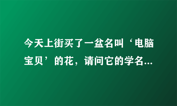 今天上街买了一盆名叫‘电脑宝贝’的花，请问它的学名叫什么啊？怎么养护啊？