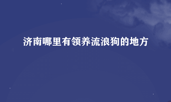 济南哪里有领养流浪狗的地方