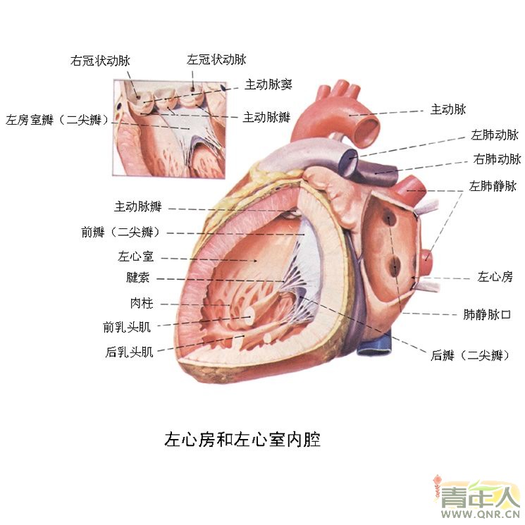 左心房的左心房功用