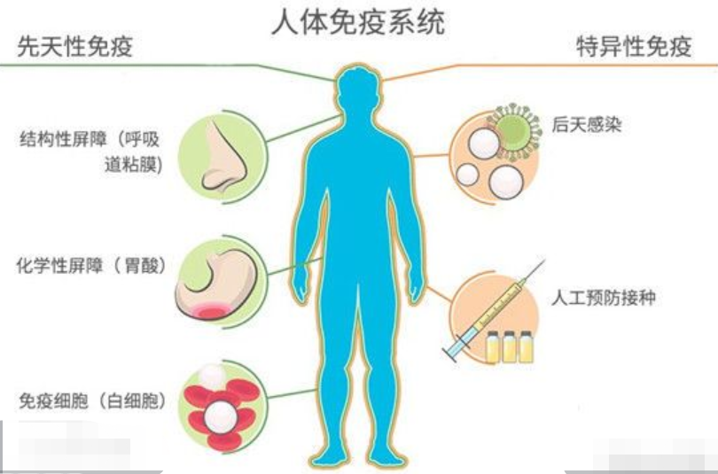 免疫系统的三大功能