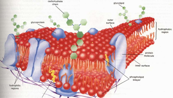 简述细胞膜的分子结构