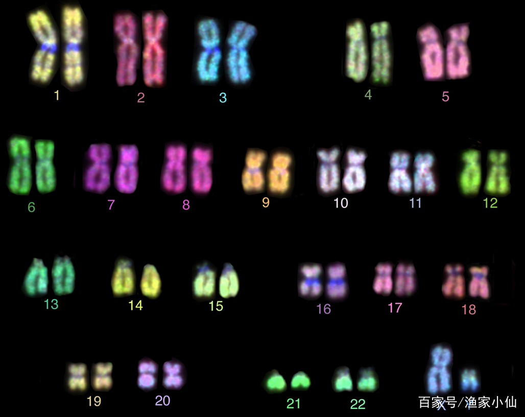 生殖隔离是什么意思？没有生殖隔离，所有生物会怎么样？