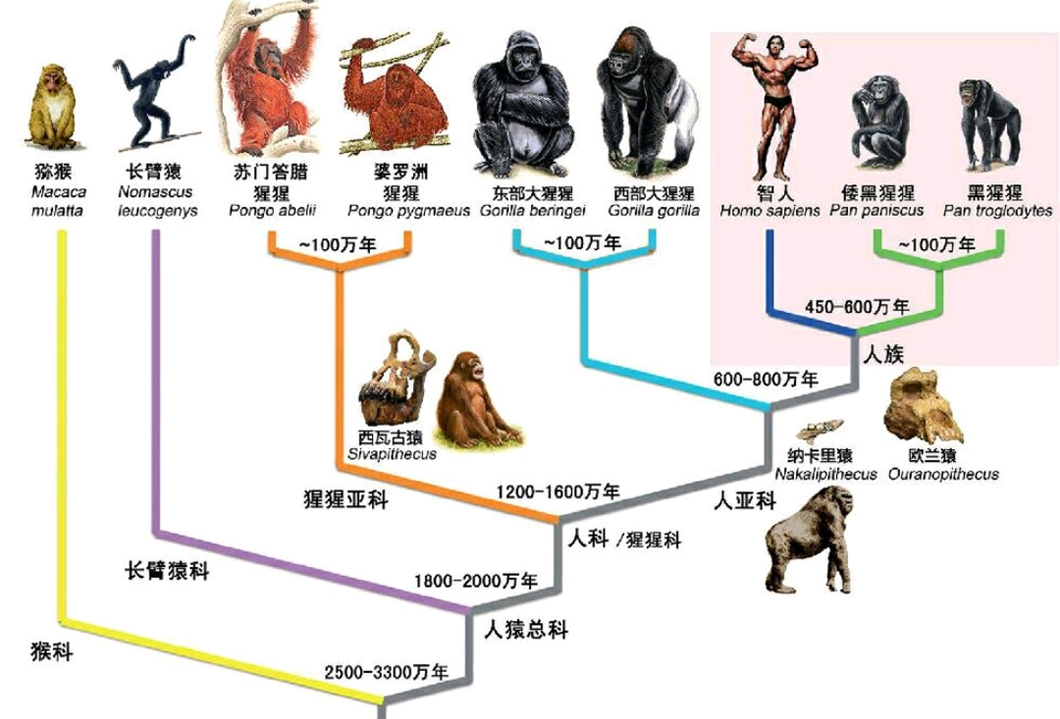 生殖隔离是什么意思？没有生殖隔离，所有生物会怎么样？