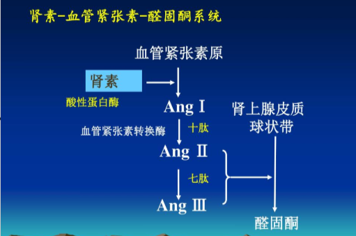 肾素-血管紧张素-醛固酮系统的作用机制