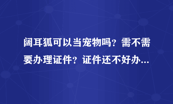 阔耳狐可以当宠物吗？需不需要办理证件？证件还不好办？大概多少钱？请真懂的帮帮忙。不懂的请不要瞎凑合