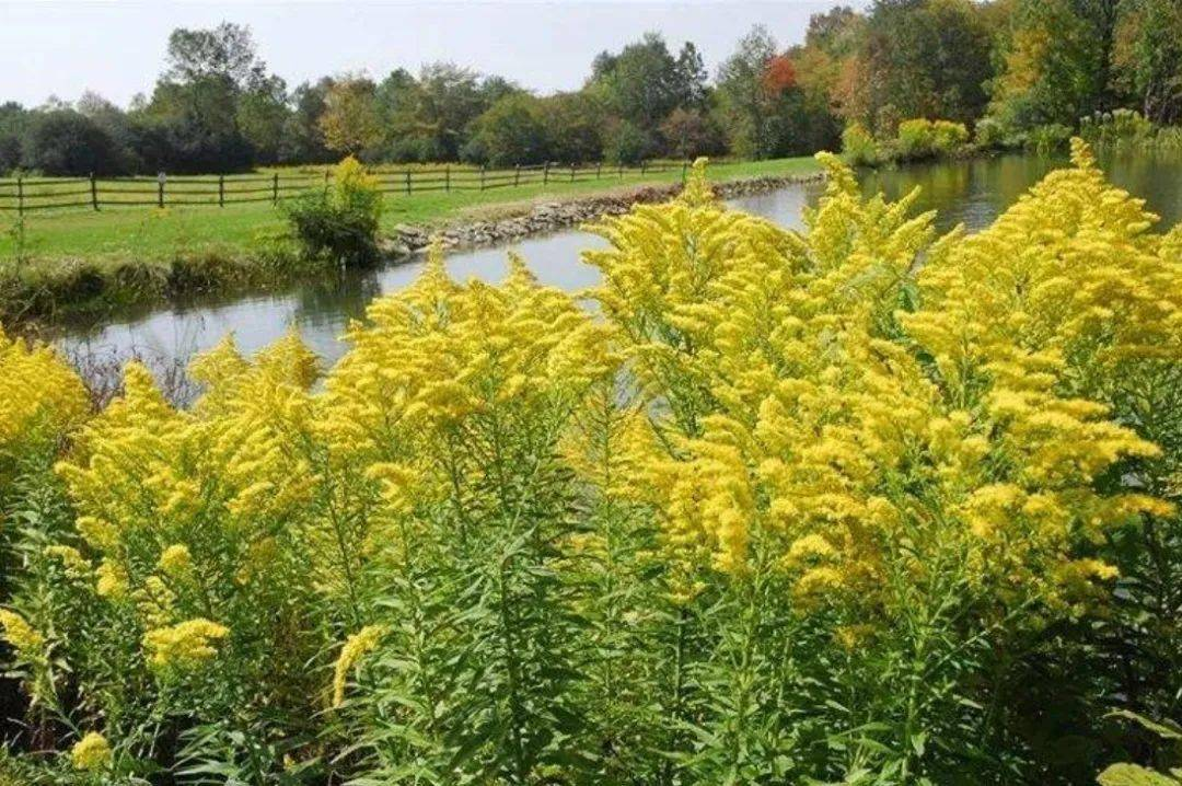 黄英花这种植物，它是喜阴还是喜阳？