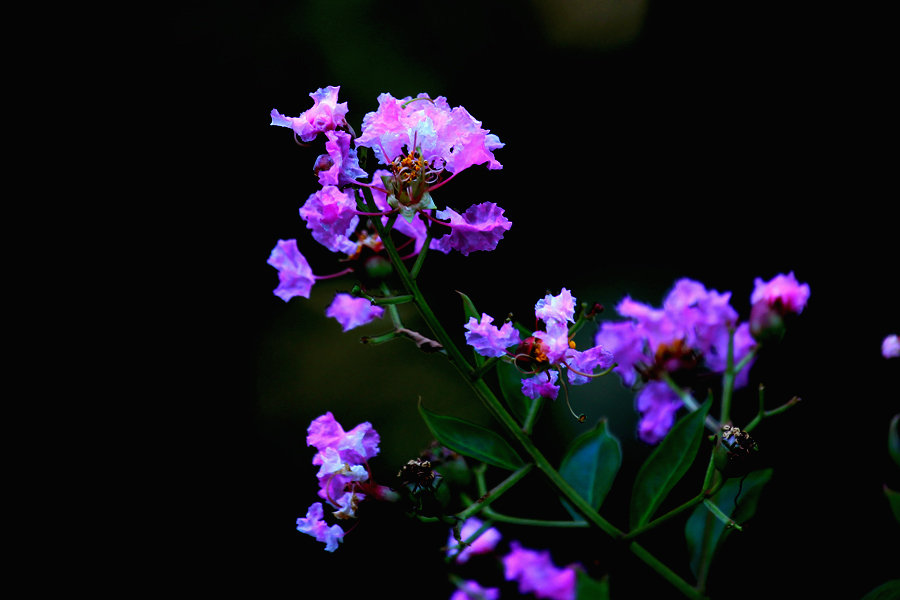 紫薇花花语是什么?