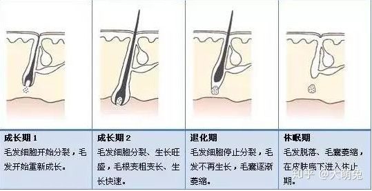 关于植发的秘密，植发后头发还会掉吗？