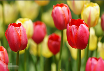 郁金香花语大全，郁金香的花语代表什么含义