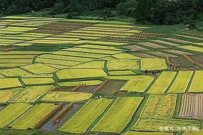 耕地、基本用田和永久基本农田有什么区别？