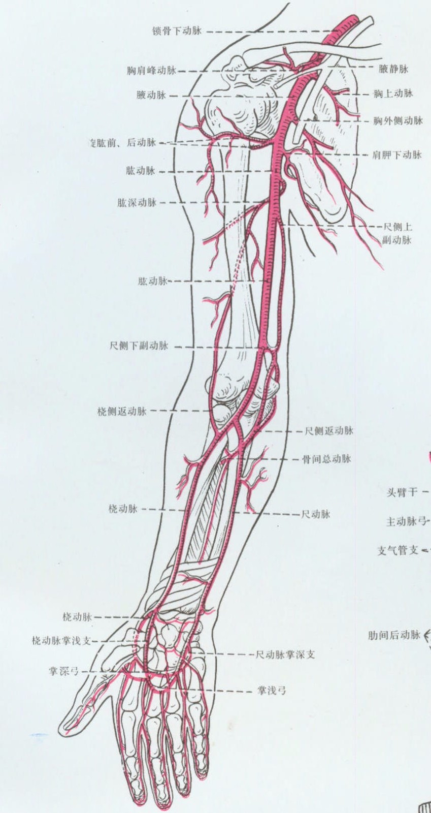 头静脉.肘正中静脉贵要静脉和肱动脉的解剖图