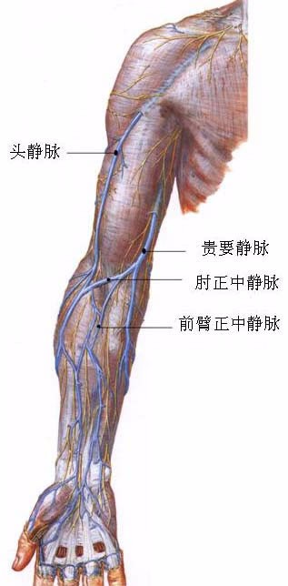 头静脉.肘正中静脉贵要静脉和肱动脉的解剖图