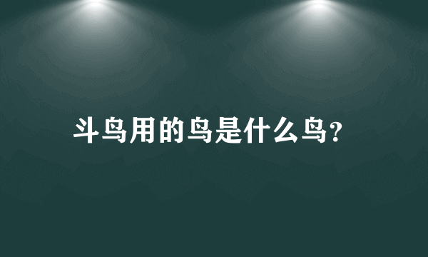 斗鸟用的鸟是什么鸟？