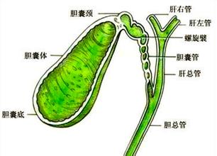 肝内胆管癌是肝癌还是胆管癌，为何这般难以治愈