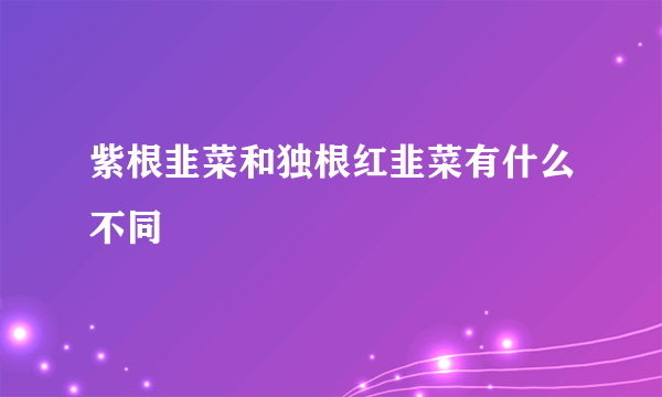 紫根韭菜和独根红韭菜有什么不同