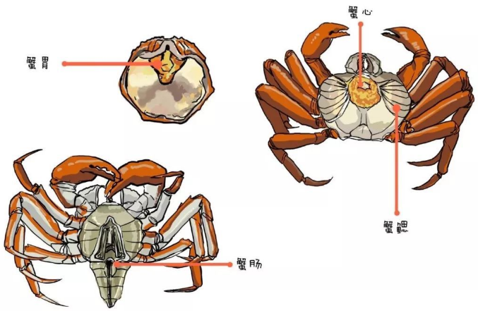 请问螃蟹的蟹鳃、蟹心、蟹胃、蟹肠分别在螃蟹的什么地方啊？