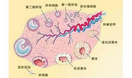 卵泡监测的最佳时间是什么？