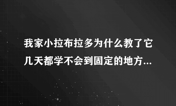 我家小拉布拉多为什么教了它几天都学不会到固定的地方大小便啊，我头都快炸了~