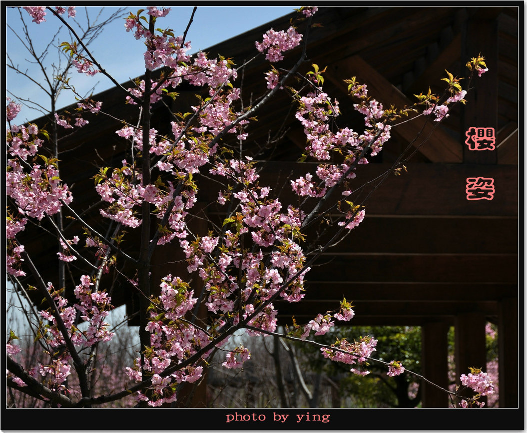 顾村公园樱花节门票是当场买的嘛？