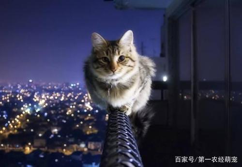 老人被高空坠猫砸晕，猫咪主人应该如何赔偿？